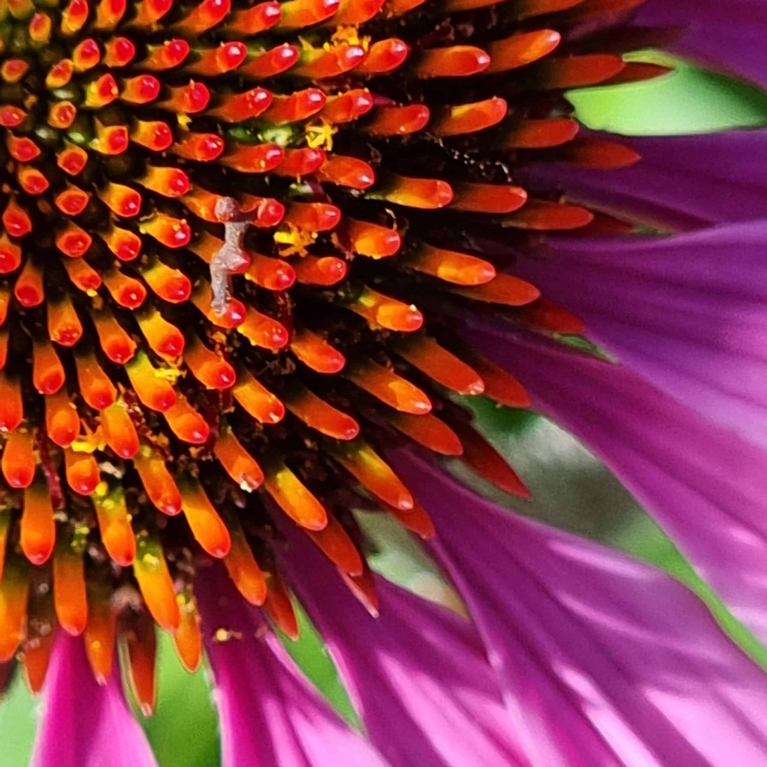 Echinacea